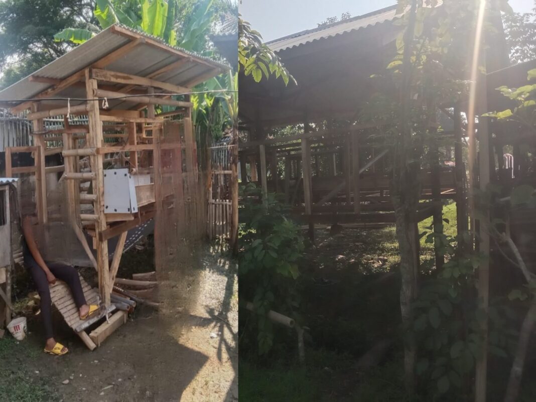 Skandal Domba Jantan di Pulokalapa Mencuat, BUMDes Diduga Kemplang Dana Ketahanan Pangan