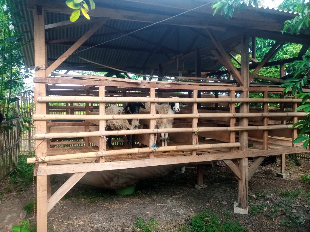 Beli Domba per-ekor Rp. 2 juta dijual Rp. 2,5 juta, Kaur Pulokalapa Akui Bagi Hasil BUMDes Tak Sentuh PADes