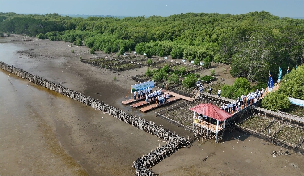 HUT ke-51, Pupuk Kujang Perkuat Pelestarian Pesisir Karawang dengan Penanaman 5.151 Mangrove